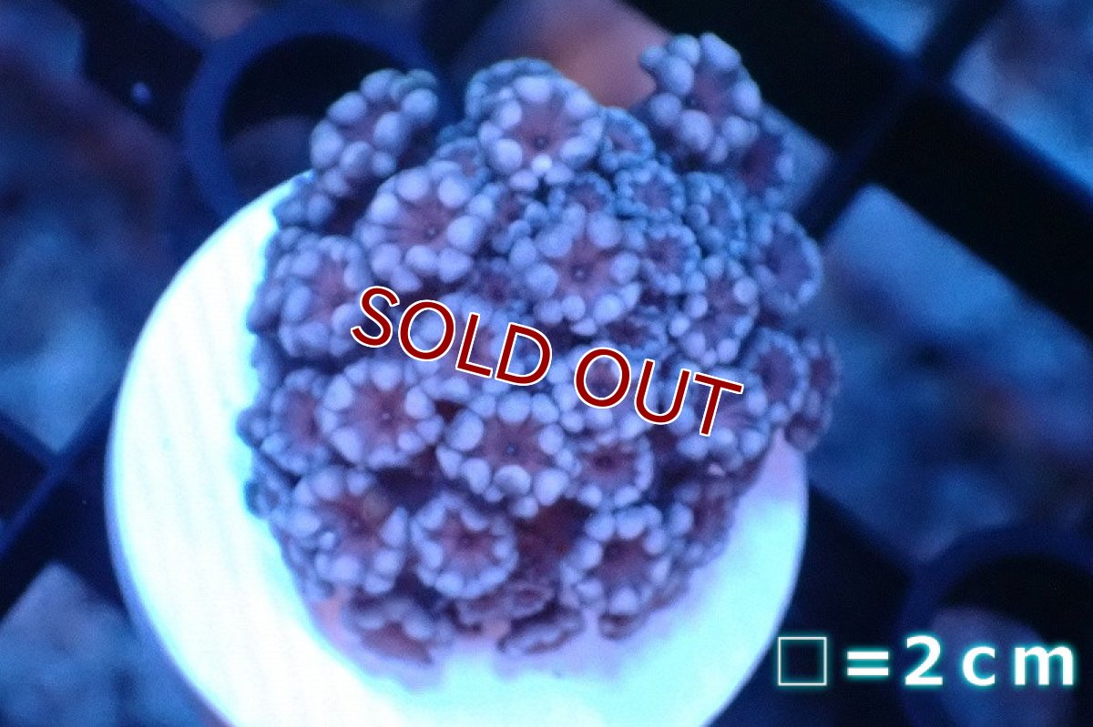 画像1: 【サンゴ】【通販】フラグ アワサンゴ（Special Color/ XSサイズ）（個体販売）No.7（生体）（サンゴ） (1)