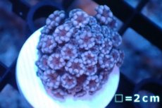 画像1: 【サンゴ】【通販】フラグ アワサンゴ（Special Color/ XSサイズ）（個体販売）No.7（生体）（サンゴ） (1)