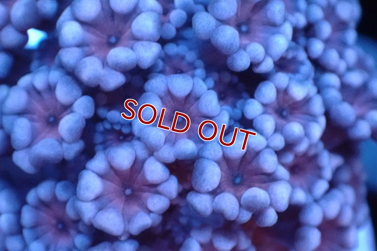 画像2: 【サンゴ】【通販】フラグ アワサンゴ（Special Color/ XSサイズ）（個体販売）No.7（生体）（サンゴ） (2)