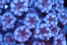 画像2: 【サンゴ】【通販】フラグ アワサンゴ（Special Color/ XSサイズ）（個体販売）No.7（生体）（サンゴ） (2)