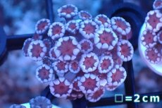 画像1: 【サンゴ】【通販】フラグ アワサンゴ（Special Color/ XSサイズ）（個体販売）No.8（生体）（サンゴ） (1)