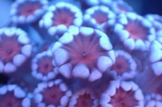 画像2: 【サンゴ】【通販】フラグ アワサンゴ（Special Color/ XSサイズ）（個体販売）No.8（生体）（サンゴ） (2)