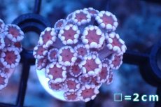 画像1: 【サンゴ】【通販】フラグ アワサンゴ（Special Color/ XSサイズ）（個体販売）No.9（生体）（サンゴ） (1)