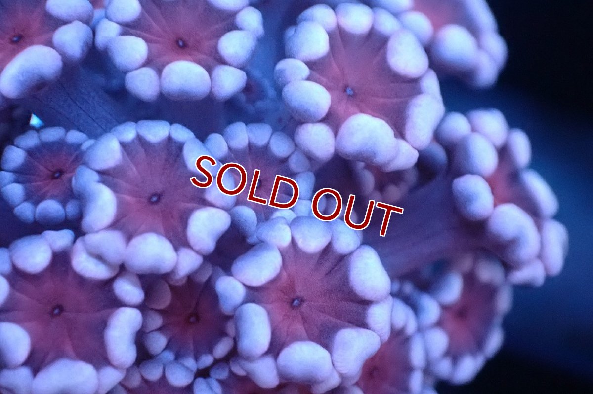 画像2: 【サンゴ】【通販】フラグ アワサンゴ（Special Color/ XSサイズ）（個体販売）No.9（生体）（サンゴ） (2)