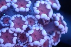 画像2: 【サンゴ】【通販】フラグ アワサンゴ（Special Color/ XSサイズ）（個体販売）No.9（生体）（サンゴ） (2)