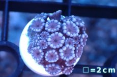 画像1: 【サンゴ】【通販】フラグ アワサンゴ（Special Color/ XSサイズ）（個体販売）No.10（生体）（サンゴ） (1)