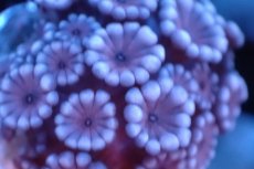 画像2: 【サンゴ】【通販】フラグ アワサンゴ（Special Color/ XSサイズ）（個体販売）No.10（生体）（サンゴ） (2)