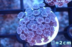 画像1: 【サンゴ】【通販】フラグ アワサンゴ（Special Color/ Sサイズ）（個体販売）No.11（生体）（サンゴ） (1)