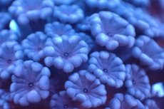 画像2: 【サンゴ】【通販】フラグ アワサンゴ（Special Color/ Sサイズ）（個体販売）No.11（生体）（サンゴ） (2)