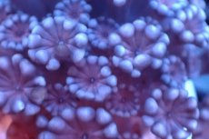 画像2: 【サンゴ】【通販】フラグ アワサンゴ（Special Color/ Sサイズ）（個体販売）No.12（生体）（サンゴ） (2)