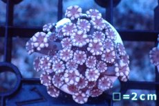 画像1: 【サンゴ】【通販】フラグ アワサンゴ（Special Color/ Sサイズ）（個体販売）No.13（生体）（サンゴ） (1)