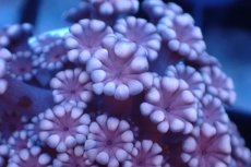 画像2: 【サンゴ】【通販】フラグ アワサンゴ（Special Color/ Sサイズ）（個体販売）No.13（生体）（サンゴ） (2)