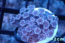 画像1: 【サンゴ】【通販】フラグ アワサンゴ（Special Color/ Sサイズ）（個体販売）No.14（生体）（サンゴ） (1)