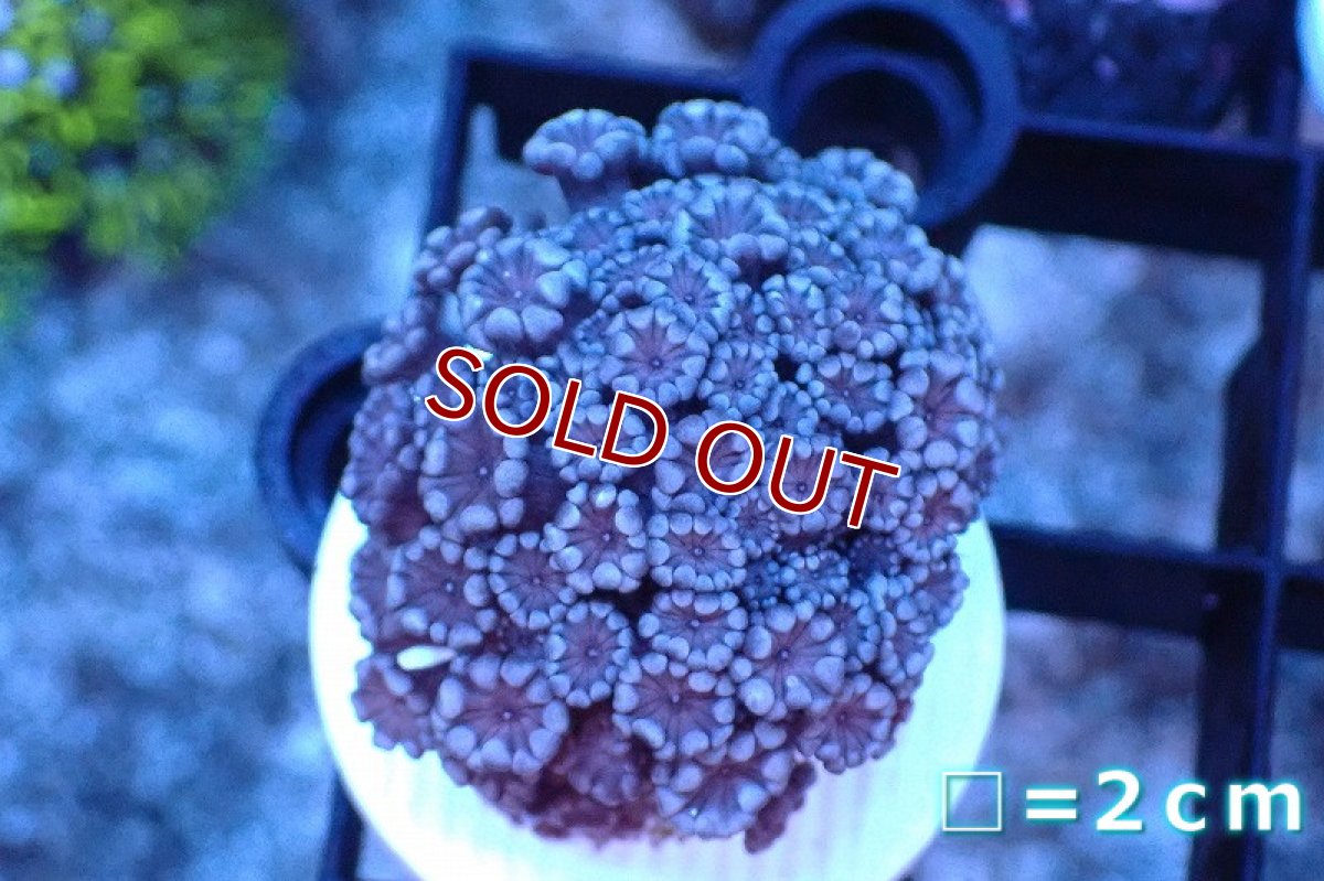 画像1: 【サンゴまとめ買い割り引き対象商品30周年セール】【サンゴ】【通販】フラグ アワサンゴ（Special Color/ Sサイズ）（個体販売）No.15（生体）（サンゴ） (1)