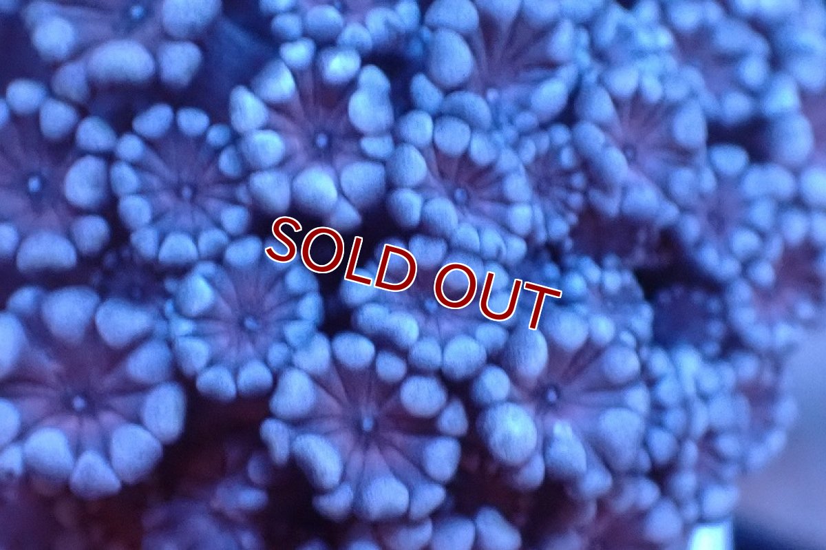 画像2: 【サンゴまとめ買い割り引き対象商品30周年セール】【サンゴ】【通販】フラグ アワサンゴ（Special Color/ Sサイズ）（個体販売）No.15（生体）（サンゴ） (2)