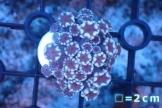 画像1: 【サンゴ】【通販】フラグ アワサンゴ（Special Color/ Sサイズ）（個体販売）No.16（生体）（サンゴ） (1)