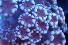 画像2: 【サンゴ】【通販】フラグ アワサンゴ（Special Color/ Sサイズ）（個体販売）No.16（生体）（サンゴ） (2)