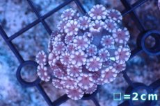 画像1: 【サンゴ】【通販】フラグ アワサンゴ（Special Color/ SMサイズ）（個体販売）No.17（生体）（サンゴ） (1)