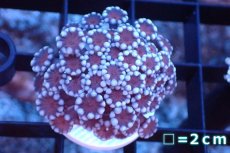 画像1: 【サンゴ】【通販】フラグ アワサンゴ（Special Color/ SMサイズ）（個体販売）No.18（生体）（サンゴ） (1)