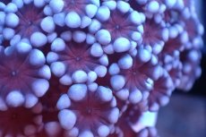 画像2: 【サンゴ】【通販】フラグ アワサンゴ（Special Color/ SMサイズ）（個体販売）No.18（生体）（サンゴ） (2)