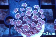 画像1: 【サンゴ】【通販】フラグ アワサンゴ（Special Color/ SMサイズ）（個体販売）No.19（生体）（サンゴ） (1)