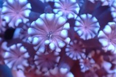 画像2: 【サンゴ】【通販】フラグ アワサンゴ（Special Color/ SMサイズ）（個体販売）No.19（生体）（サンゴ） (2)