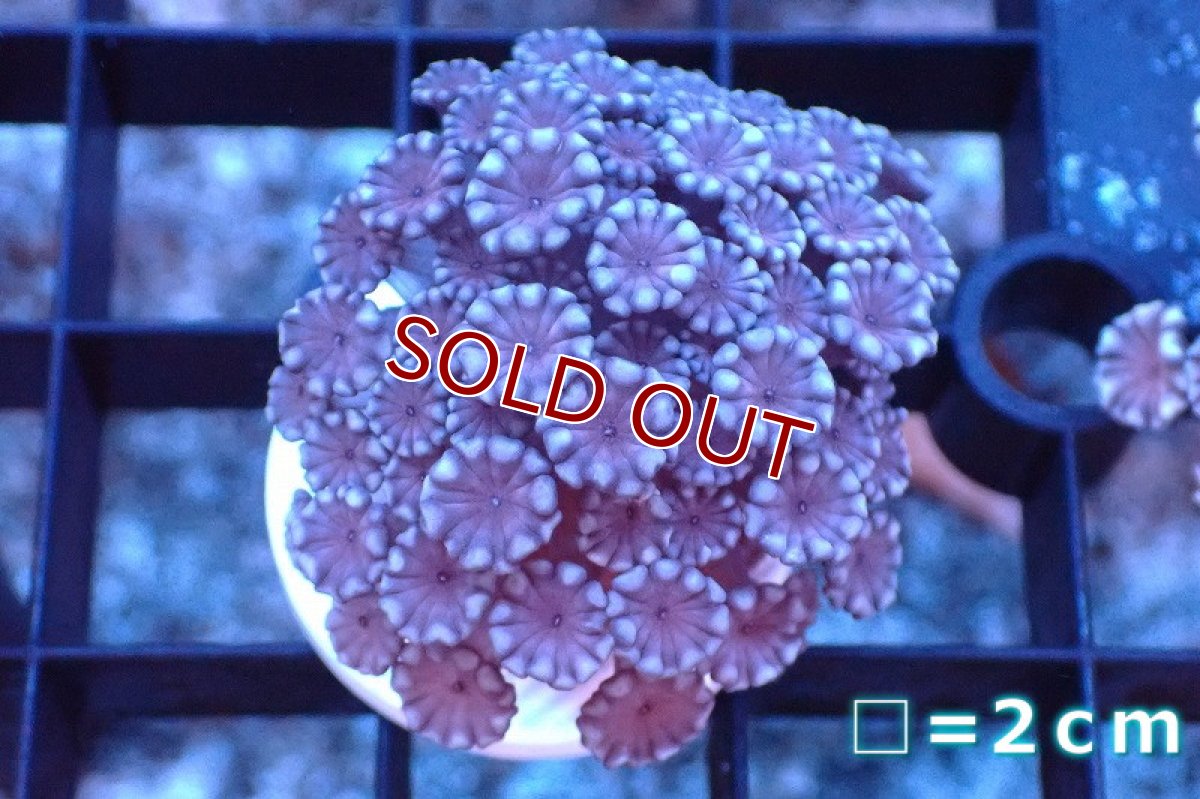 画像1: 【サンゴまとめ買い割引き10％〜20%OFF対象商品】 【サンゴ】【通販】フラグ アワサンゴ（Special Color/ SMサイズ）（個体販売）No.20（生体）（サンゴ） (1)