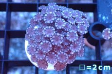 画像1: 【サンゴ】【通販】フラグ アワサンゴ（Special Color/ SMサイズ）（個体販売）No.20（生体）（サンゴ） (1)