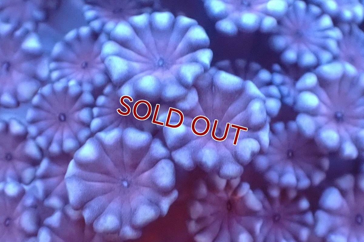 画像2: 【サンゴまとめ買い割引き10％〜20%OFF対象商品】 【サンゴ】【通販】フラグ アワサンゴ（Special Color/ SMサイズ）（個体販売）No.20（生体）（サンゴ） (2)