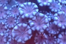 画像2: 【サンゴ】【通販】フラグ アワサンゴ（Special Color/ SMサイズ）（個体販売）No.20（生体）（サンゴ） (2)