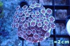 画像1: 【サンゴ】【通販】フラグ アワサンゴ（Special Color/ SMサイズ）（個体販売）No.21（生体）（サンゴ） (1)