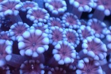 画像2: 【サンゴ】【通販】フラグ アワサンゴ（Special Color/ SMサイズ）（個体販売）No.21（生体）（サンゴ） (2)