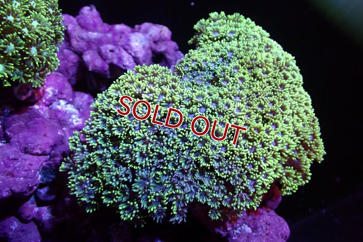 画像1: 【サンゴ】【通販】ハナガササンゴ（Metallic Green）MLサイズ（個体販売）（±13-15cm)No.2（生体）（サンゴ） (1)