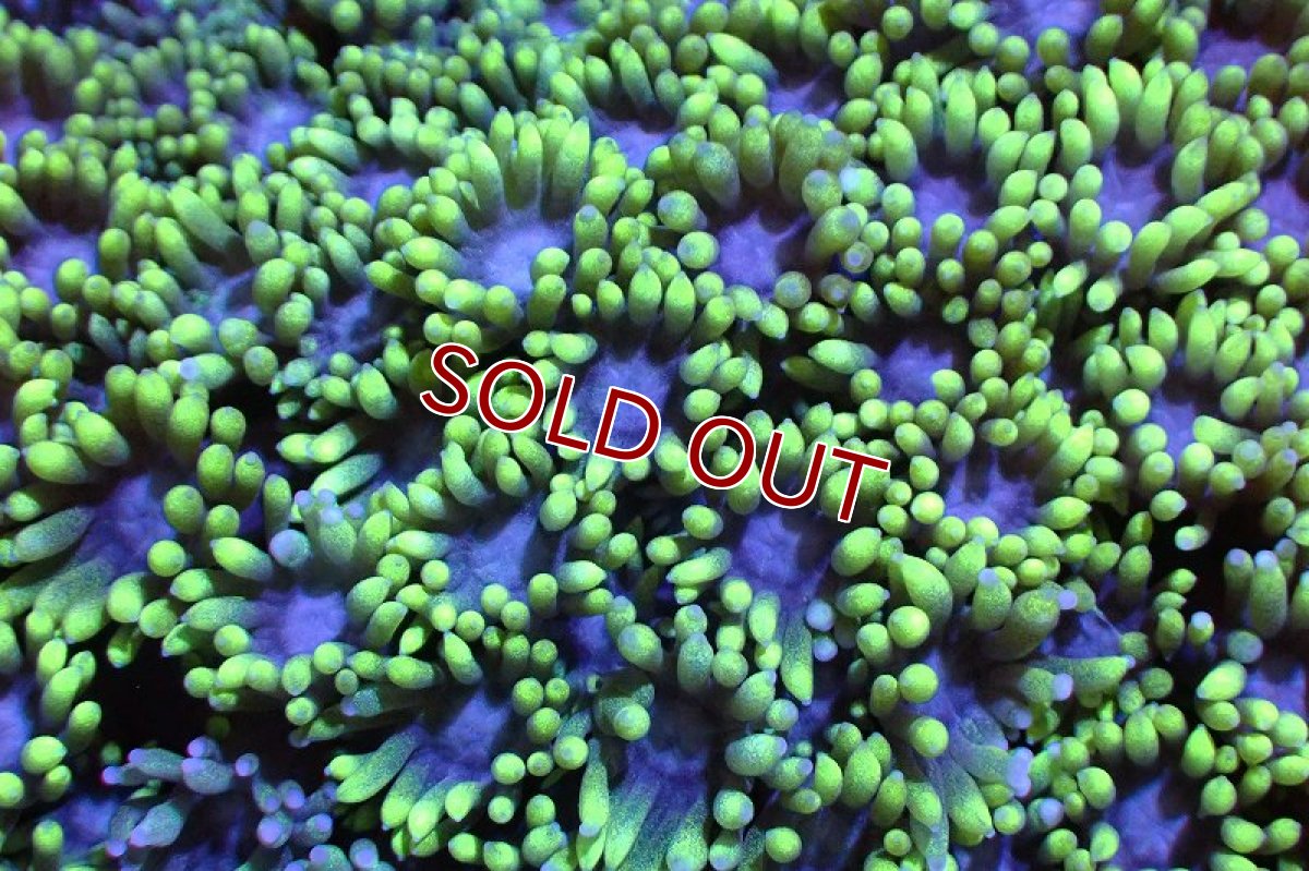 画像2: 【サンゴ】【通販】ハナガササンゴ（Metallic Green）MLサイズ（個体販売）（±13-15cm)No.2（生体）（サンゴ） (2)
