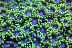 画像2: 【サンゴ】【通販】ハナガササンゴ（Metallic Green）MLサイズ（個体販売）（±13-15cm)No.2（生体）（サンゴ） (2)