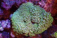 画像1: 【サンゴ】【通販】ハナガササンゴ（Metallic Green）MLサイズ（個体販売）（±13-15cm)No.5（生体）（サンゴ） (1)