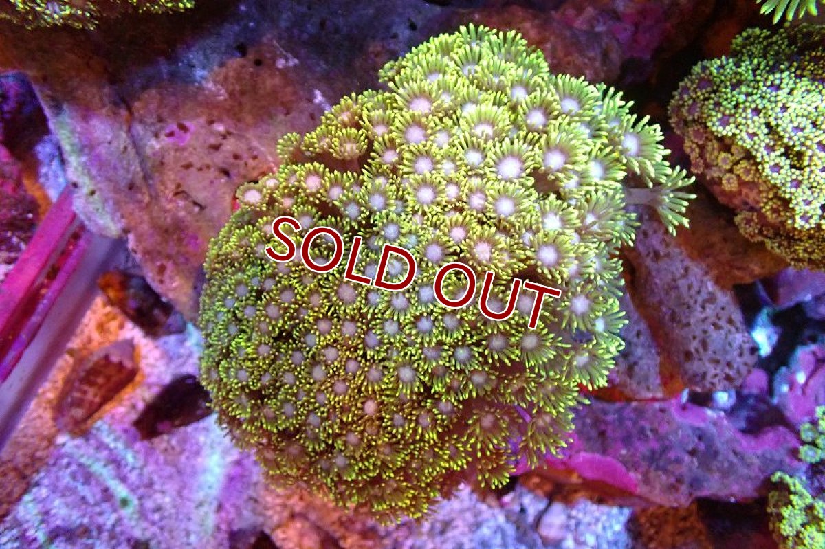 画像1: 【サンゴ】【通販】ハナガササンゴ（Metallic Green）MLサイズ（個体販売）（±13-15cm)No.6（生体）（サンゴ） (1)
