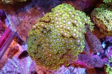 画像1: 【サンゴ】【通販】ハナガササンゴ（Metallic Green）MLサイズ（個体販売）（±13-15cm)No.6（生体）（サンゴ） (1)