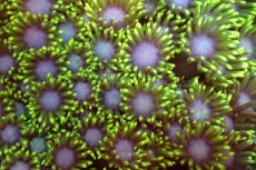 画像2: 【サンゴ】【通販】ハナガササンゴ（Metallic Green）MLサイズ（個体販売）（±13-15cm)No.6（生体）（サンゴ） (2)