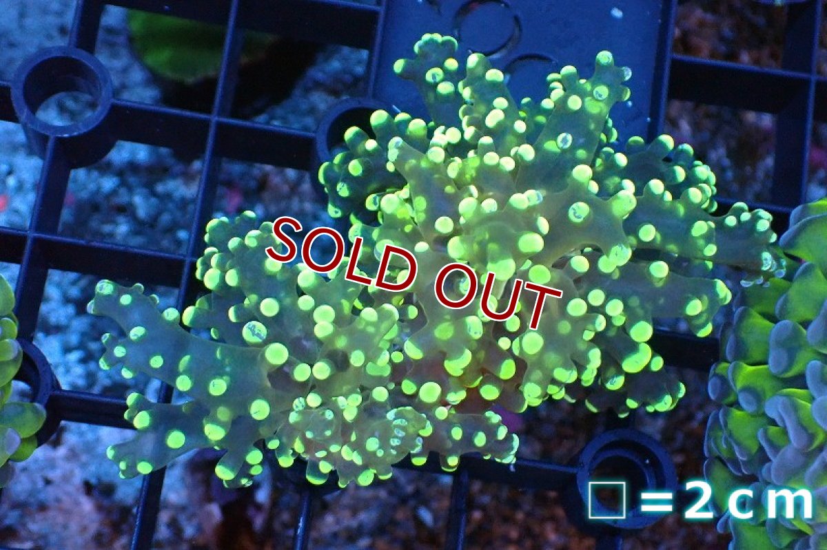 画像1: 【サンゴまとめ買い割引き10％〜20%OFF対象商品】 【サンゴ】【通販】コエダナガレハナサンゴ（メタリックグリーン/フラグ）（個体販売）No.8（生体）（サンゴ） (1)