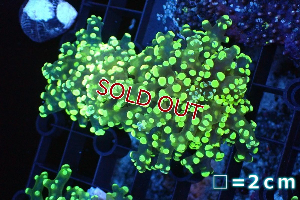 画像1: 【サンゴ】【通販】コエダナガレハナサンゴ（メタリックグリーン）Mサイズ（個体販売）No.11（生体）（サンゴ） (1)