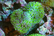 画像1: 【サンゴまとめ買い割引き10％〜20%OFF対象商品】 【サンゴ】【通販】ナガレハナサンゴ（Metallic Green Stem)Mサイズ（個体販売）（±10-12cm)No.1（生体）（サンゴ） (1)