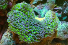 画像1: 【サンゴまとめ買い割引き10％〜20%OFF対象商品】 【サンゴ】【通販】ナガレハナサンゴ（Metallic Green Stem)Mサイズ（個体販売）（±10-12cm)No.2（生体）（サンゴ） (1)