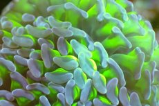 画像2: 【サンゴまとめ買い割引き10％〜20%OFF対象商品】 【サンゴ】【通販】ナガレハナサンゴ（Metallic Green Stem)Mサイズ（個体販売）（±10-12cm)No.2（生体）（サンゴ） (2)