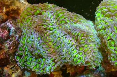 画像1: 【サンゴまとめ買い割引き10％〜20%OFF対象商品】 【サンゴ】【通販】ナガレハナサンゴ（Metallic Green Stem)Lサイズ（個体販売）（±13-15cm)No.3（生体）（サンゴ） (1)