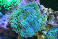 画像1: 【サンゴまとめ買い割引き10％〜20%OFF対象商品】 【サンゴ】【通販】ナガレハナサンゴ（Metallic Green Stem)MLサイズ（個体販売）（±12-14cm)No.4（生体）（サンゴ） (1)