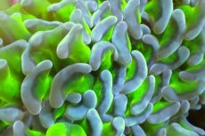 画像2: 【サンゴまとめ買い割引き10％〜20%OFF対象商品】 【サンゴ】【通販】ナガレハナサンゴ（Metallic Green Stem)MLサイズ（個体販売）（±12-14cm)No.4（生体）（サンゴ） (2)