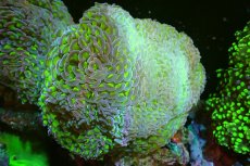 画像1: 【サンゴまとめ買い割引き10％〜20%OFF対象商品】 【サンゴ】【通販】ナガレハナサンゴ（Metallic Green Stem/Two Tone)Lサイズ（個体販売）（±13-15cm)No.5（生体）（サンゴ） (1)