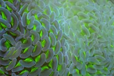 画像2: 【サンゴまとめ買い割引き10％〜20%OFF対象商品】 【サンゴ】【通販】ナガレハナサンゴ（Metallic Green Stem/Two Tone)Lサイズ（個体販売）（±13-15cm)No.5（生体）（サンゴ） (2)