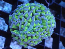 画像1: 【サンゴまとめ買い割引き10％〜20%OFF対象商品】 【サンゴ】【通販】ナガレハナサンゴ（Yellow/Green Stem)Sサイズ（個体販売）（±4-5cm)No.1（生体）（サンゴ） (1)